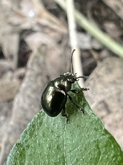 Brachypnoea lecontei