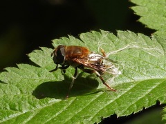 Palpada mexicana
