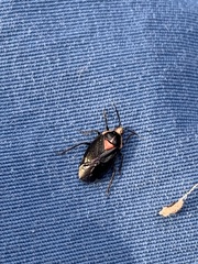Deraeocoris sayi
