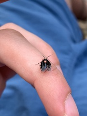 Deraeocoris sayi