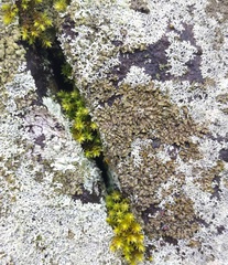 Montanelia disjuncta