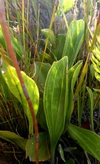 Mairia coriacea