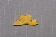 Corymica spatiosa