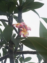 Plumeria rubra