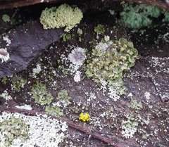 Montanelia disjuncta