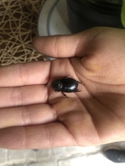 Temnorhynchus retusus