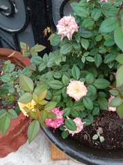 Rosa