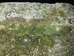 Montanelia disjuncta