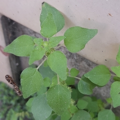 Parietaria debilis