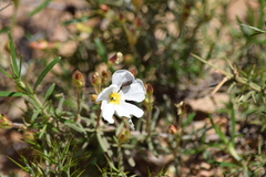 Acmaeodera rubromaculata