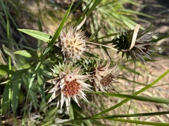 Macledium speciosum