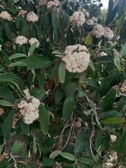 Viburnum rhytidophyllum
