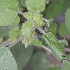 Parietaria debilis