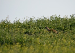 Spermophilus pygmaeus