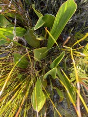 Mairia coriacea