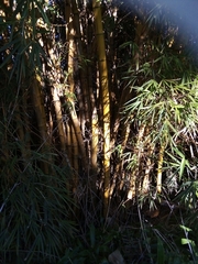 Bambusa balcooa