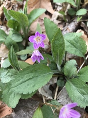 Claytonia caroliniana