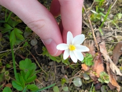 Anemonoides nemorosa