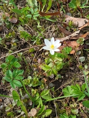 Anemonoides nemorosa