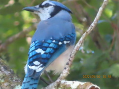 Cyanocitta cristata image