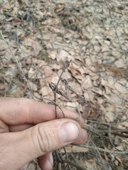 Chamaecytisus ruthenicus