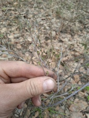Chamaecytisus ruthenicus