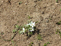 Ornithogalum baeticum