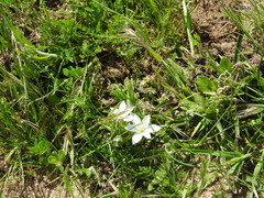 Ornithogalum baeticum