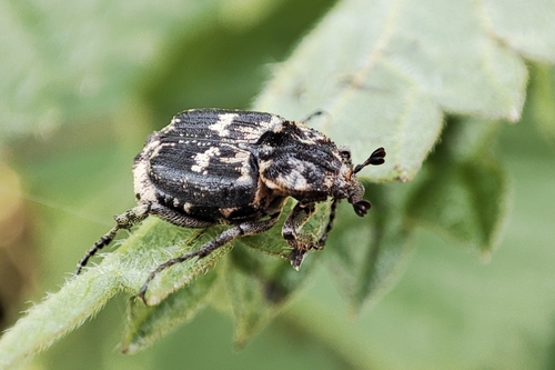 Smailapilvis Grambuoliukas nuotrauka