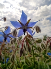 Borago officinalis