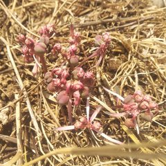 Euphorbia radians