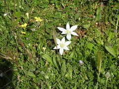 Ornithogalum baeticum