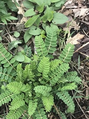 Astragalus canadensis