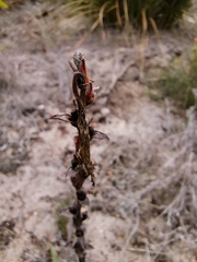 Tritoniopsis antholyza
