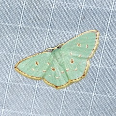 Comostola meritaria
