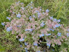 Borago officinalis