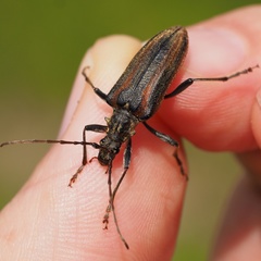 Oxymirus cursor