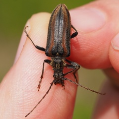 Oxymirus cursor