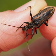 Oxymirus cursor
