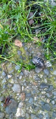 Armadillidium vulgare