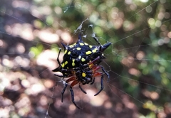 Gasteracantha rhomboidea