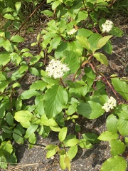 Viburnaceae