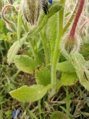 Borago officinalis
