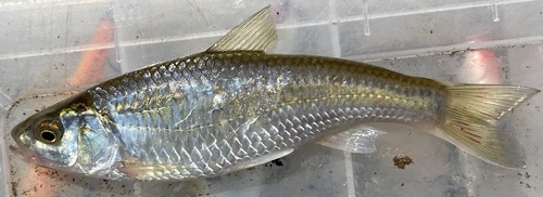 Striped shiner (Luxilus chrysocephalus) — Cyprinidae — 3