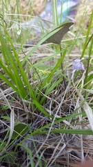 Carex capillaris