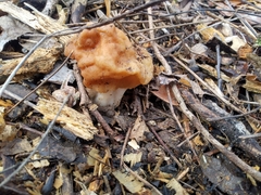Gyromitra korfii