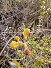 Aspalathus divaricata