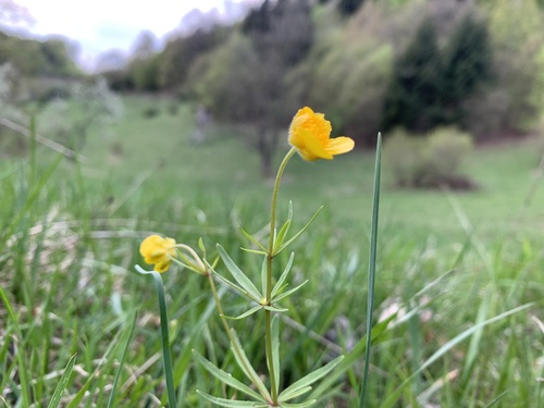 iskerník zlatožltý (Ranunculus auricomus)