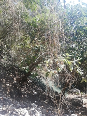 Magnoliopsida