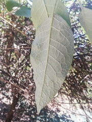 Magnoliopsida